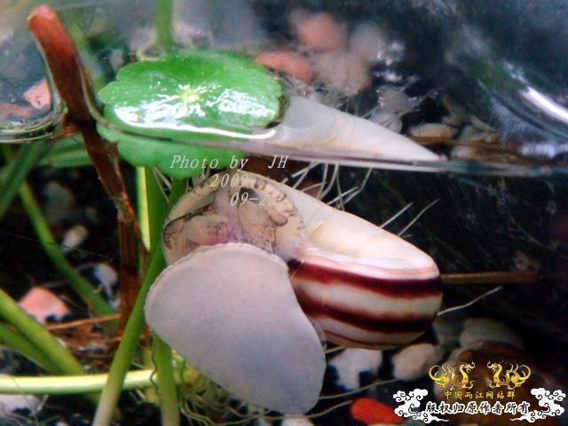 [原创]再拍半水缸