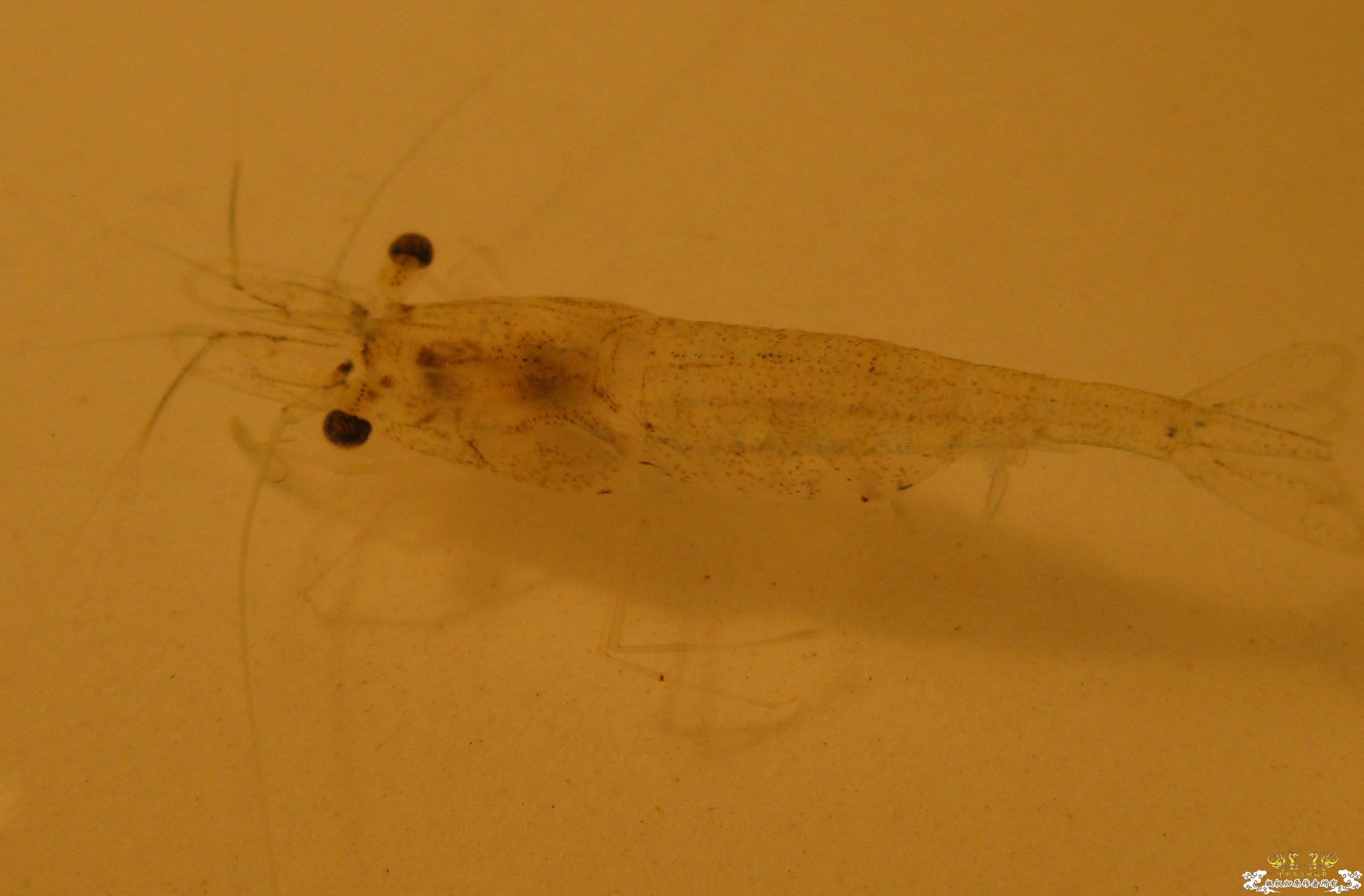 请教！这是大和沼虾吗？