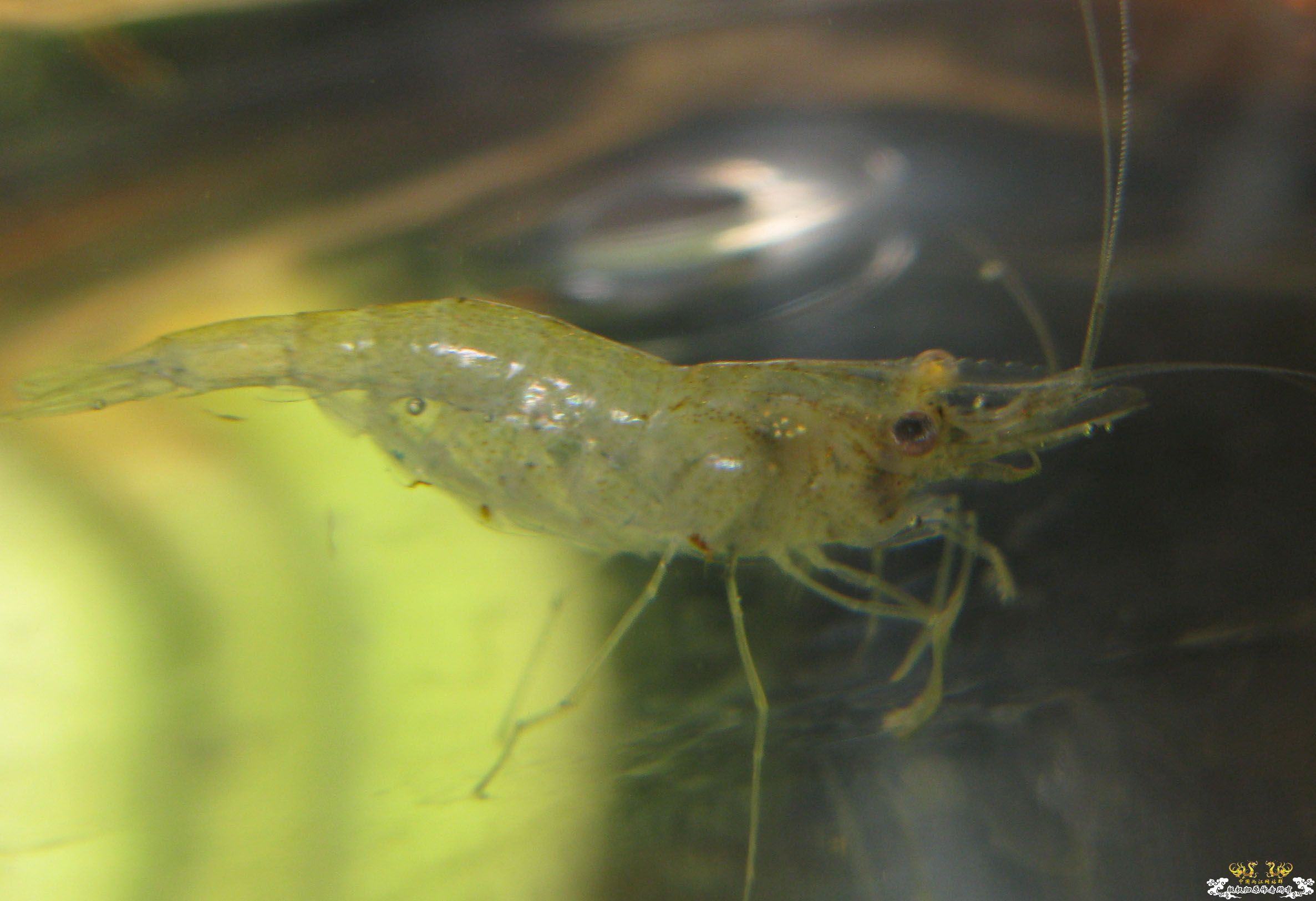 请教！这是大和沼虾吗？