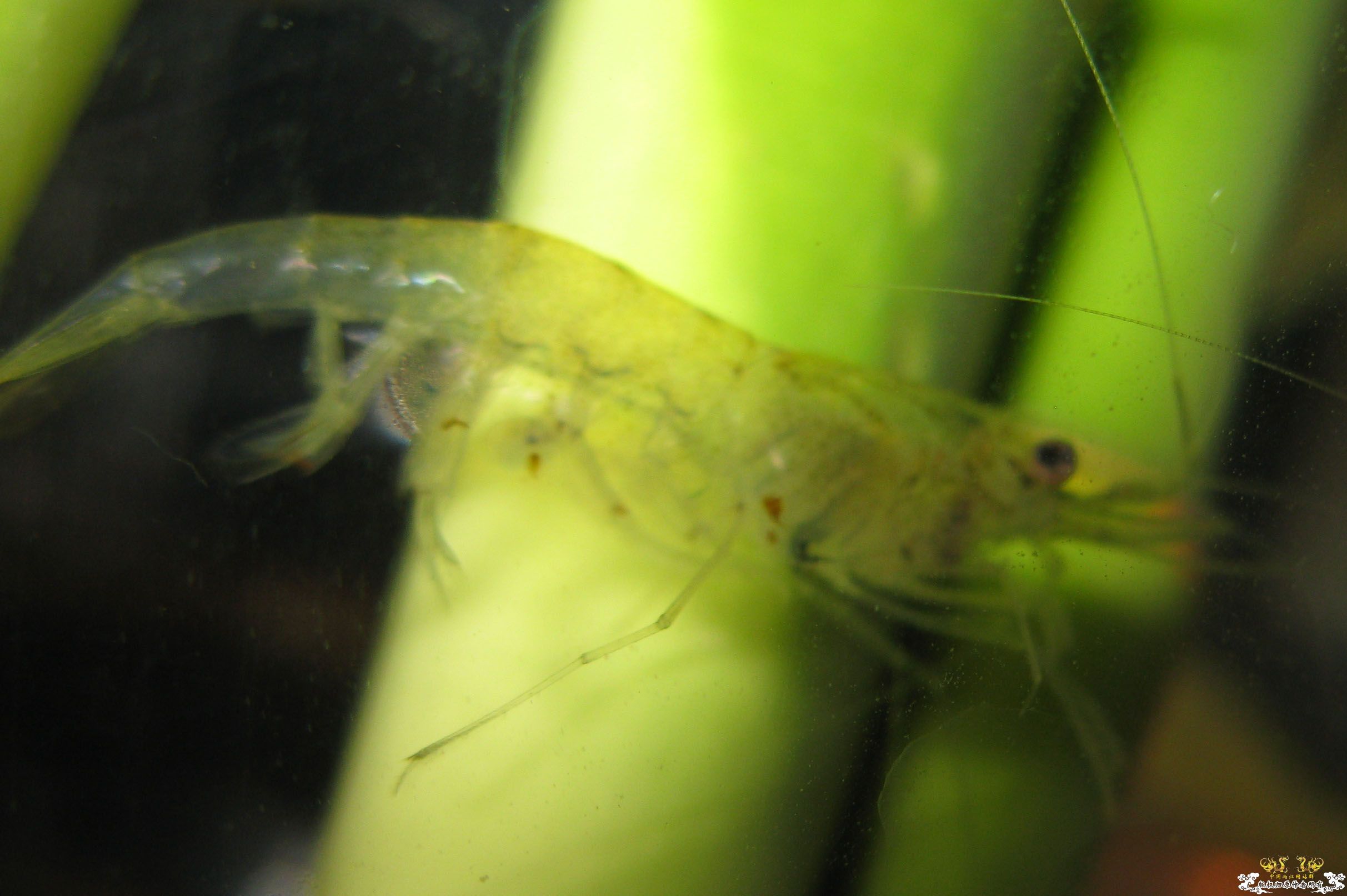 请教！这是大和沼虾吗？