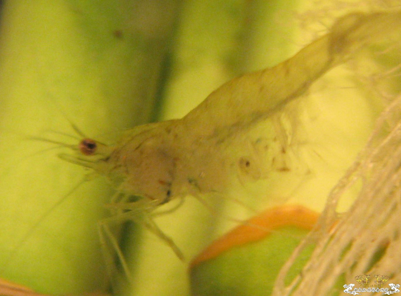 请教！这是大和沼虾吗？