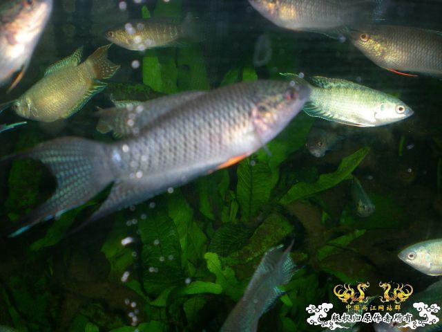 黑普杂（表现一般）