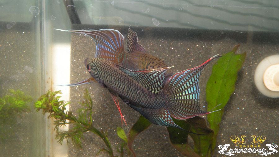 壮家叉系列之壮家德保黑叉“展翼”