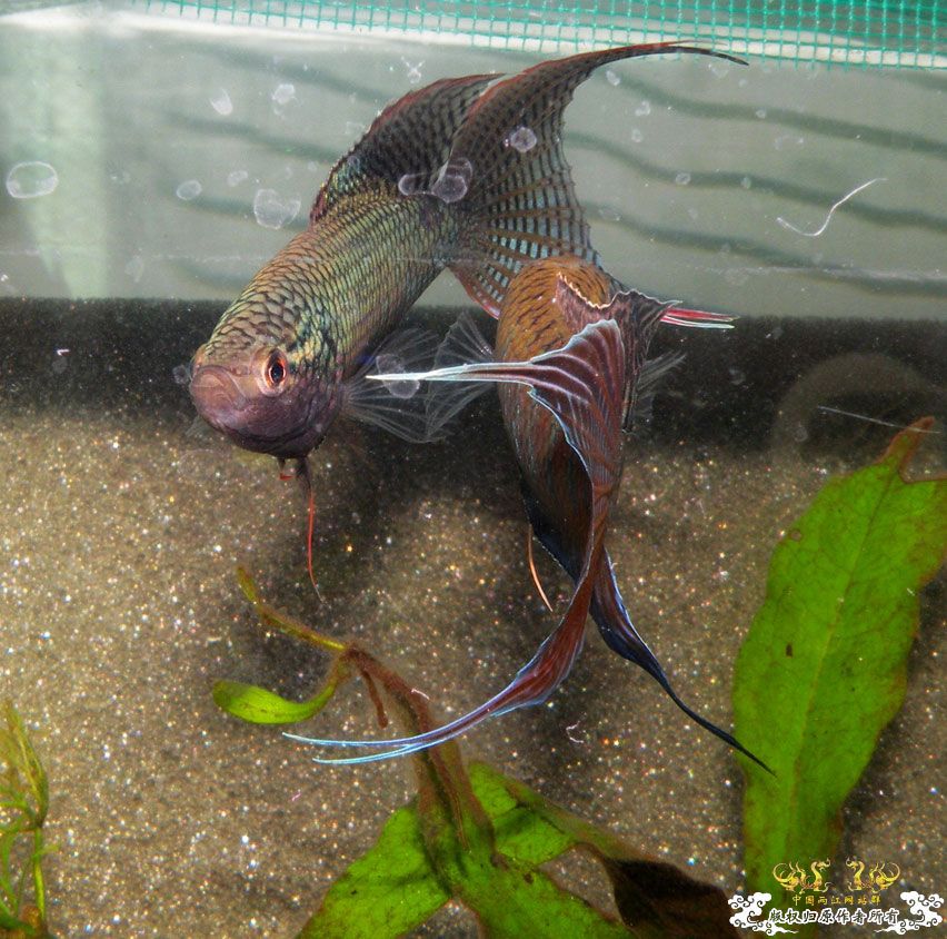 壮家叉系列之壮家德保黑叉“展翼”