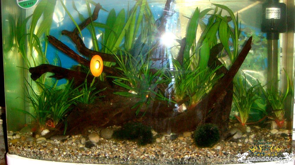 60cm原生鱼缸中的小圆尾 [8P]