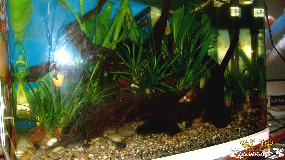 60cm原生鱼缸中的小圆尾 [8P]