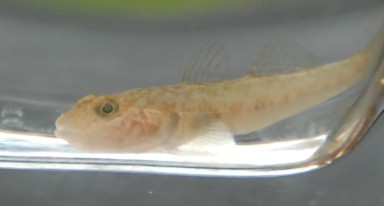 [求助]帮忙看看是什么虾虎