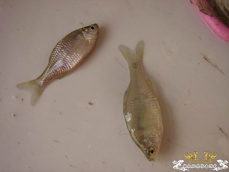 [原创]桂林的旁皮。。【图】