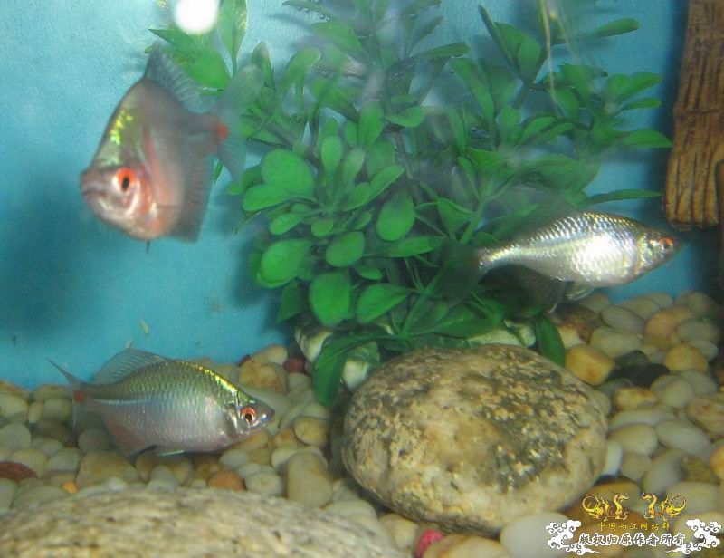 [原创]桂林的旁皮。。【图】