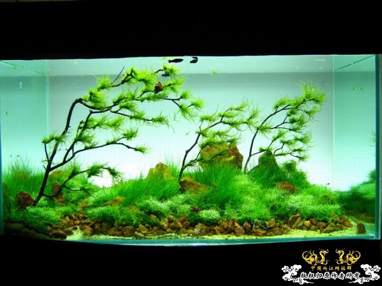 第3个原生缸