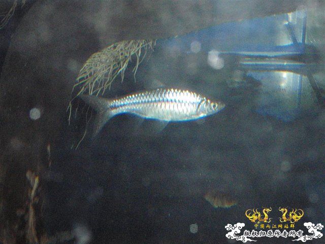 什么鱼。。【鲤科，也许非原生】
