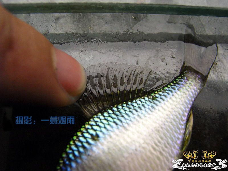 一蓑烟雨的SP鳑鮍