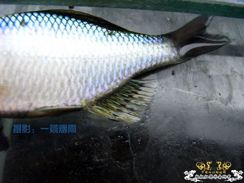 一蓑烟雨的SP鳑鮍