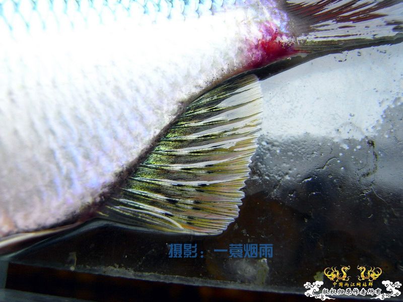 一蓑烟雨的SP鳑鮍