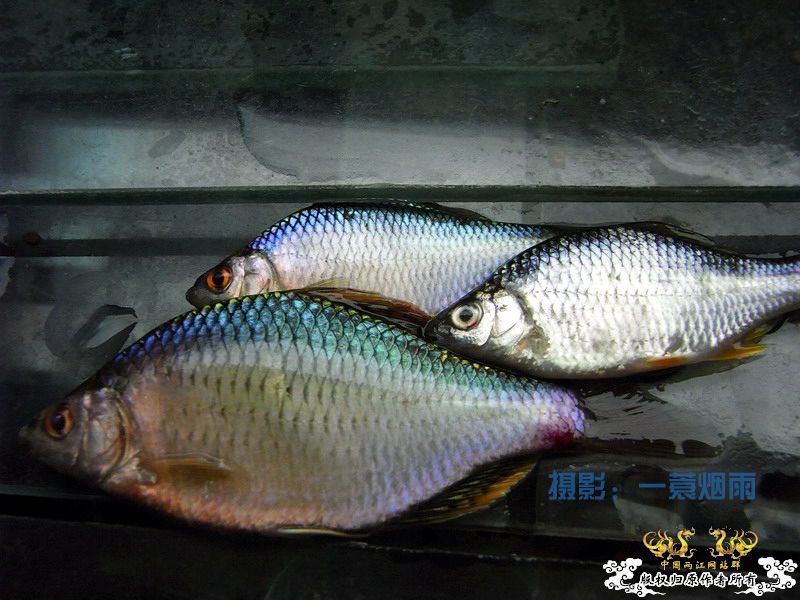 一蓑烟雨的SP鳑鮍