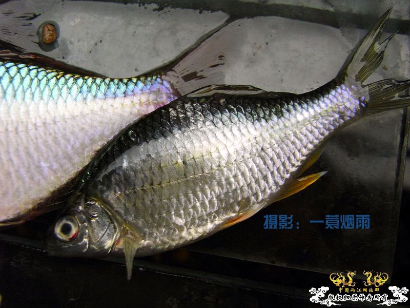 一蓑烟雨的SP鳑鮍