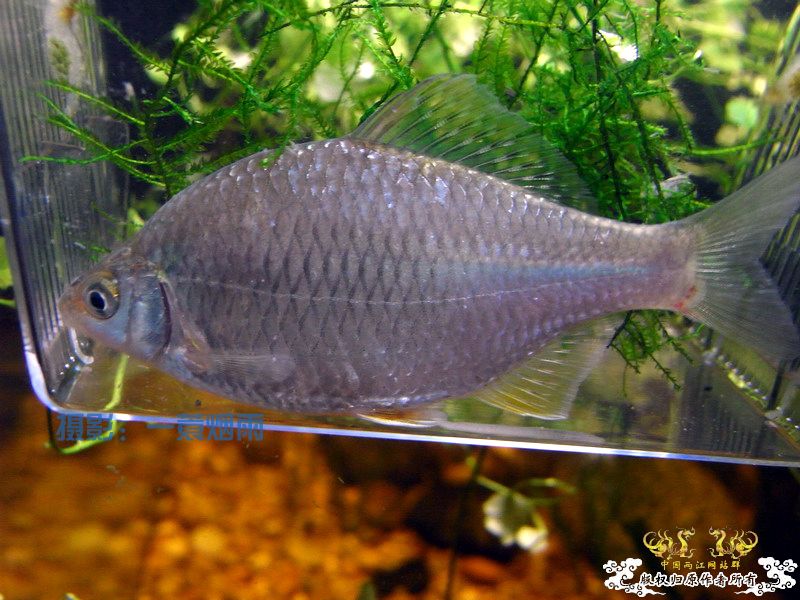 一蓑烟雨的SP鳑鮍