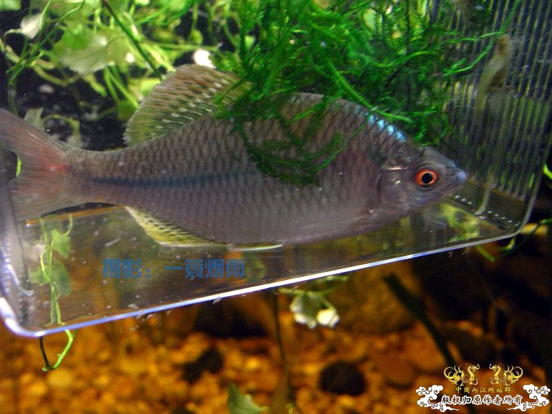 一蓑烟雨的SP鳑鮍