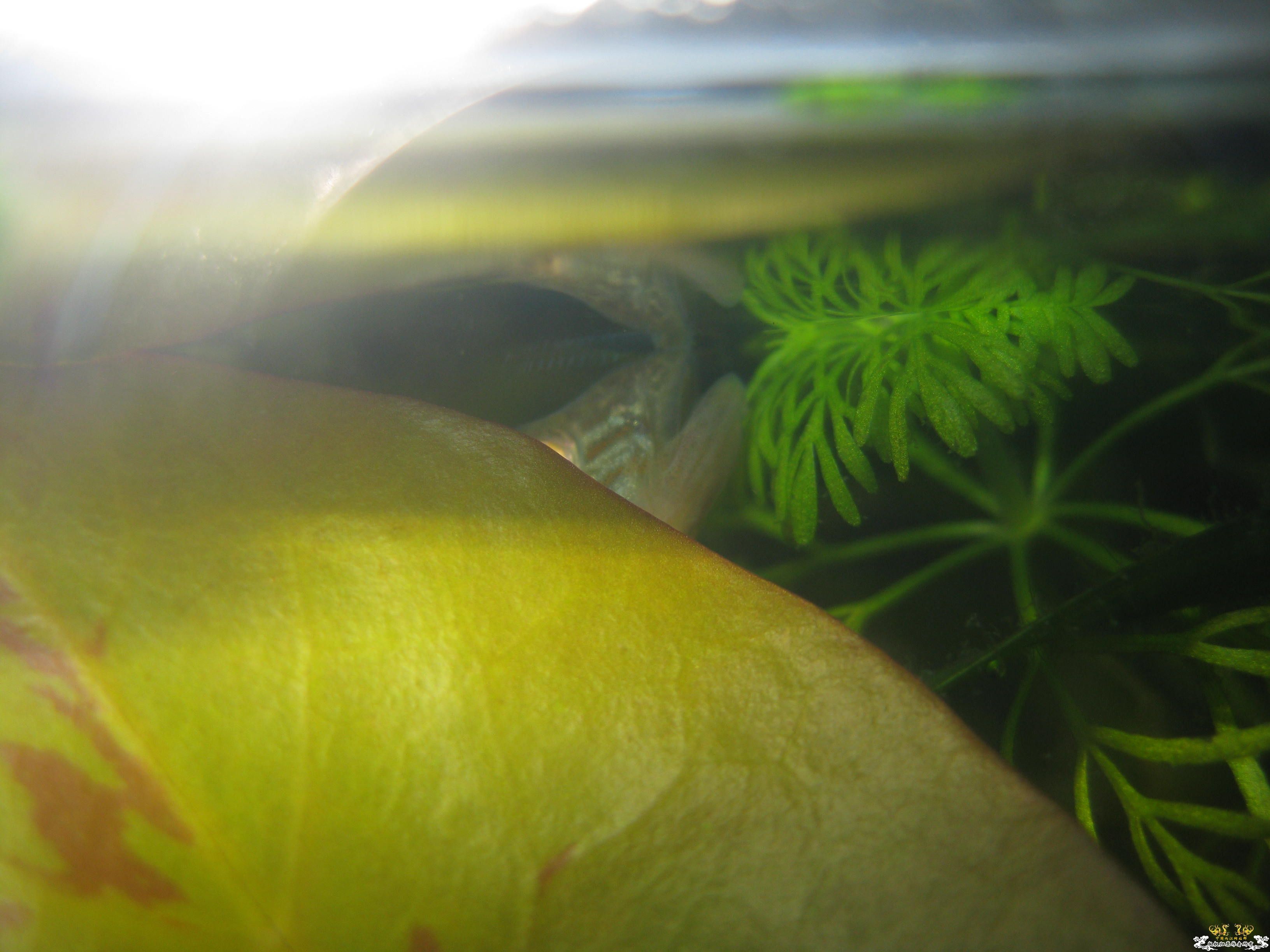 看见是什么了吗？