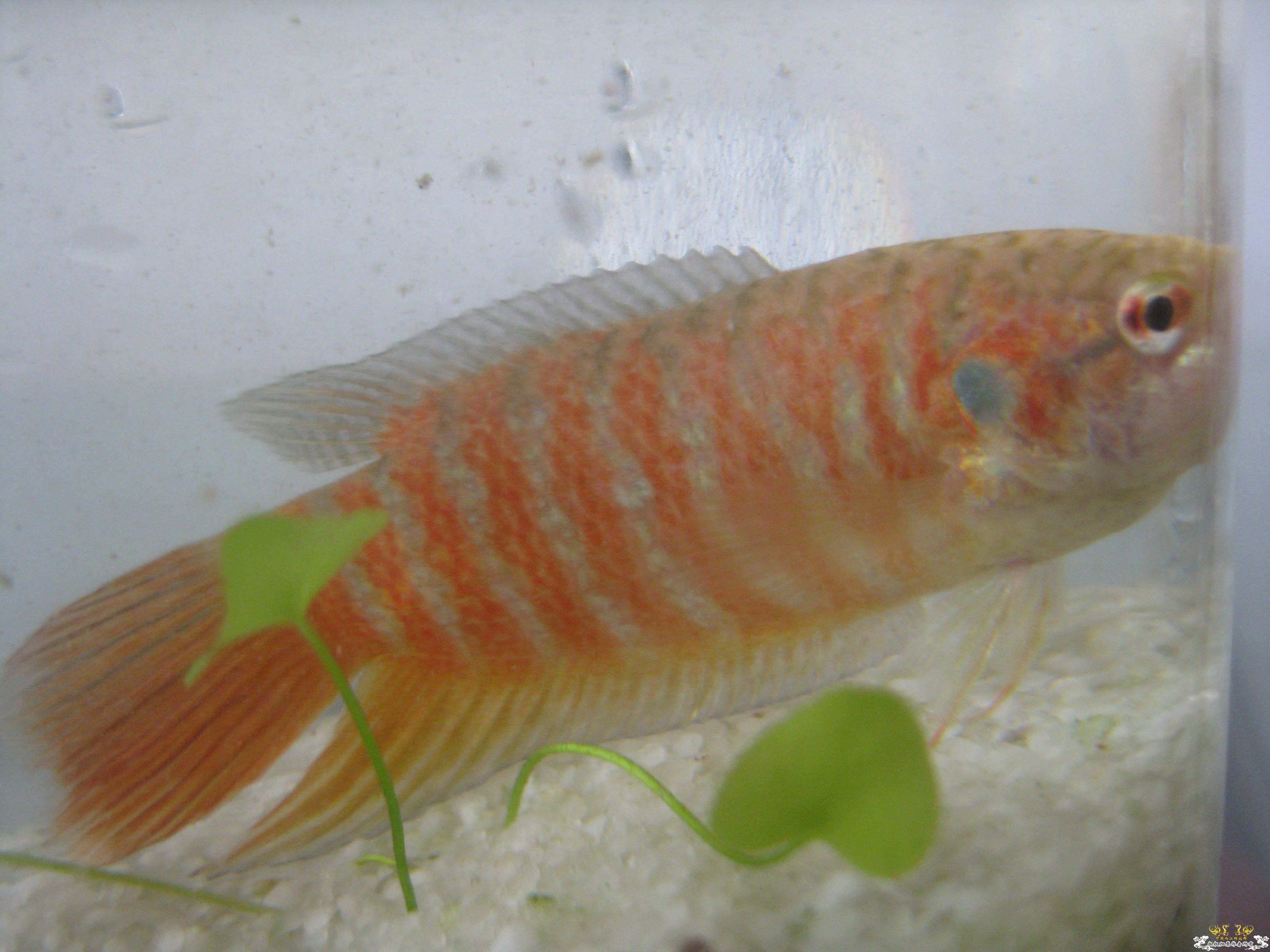 我的斗为什么没有蓝纹？