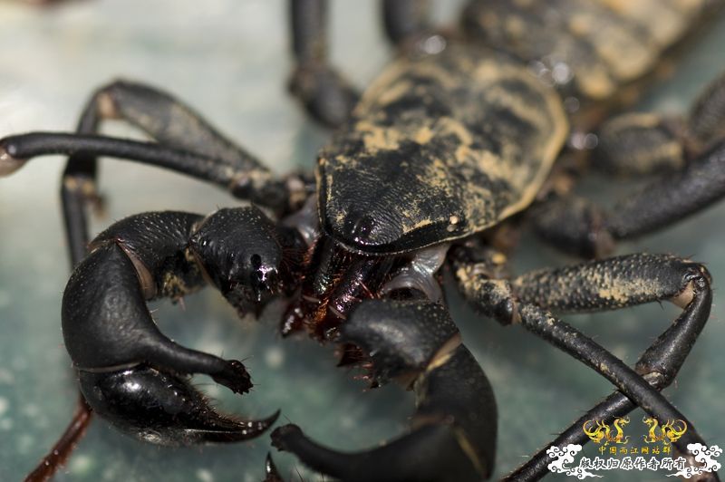 [原创]星期天采于紫荆山