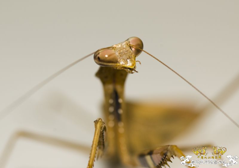 [原创]星期天采于紫荆山