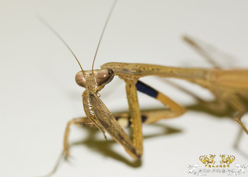 [原创]星期天采于紫荆山