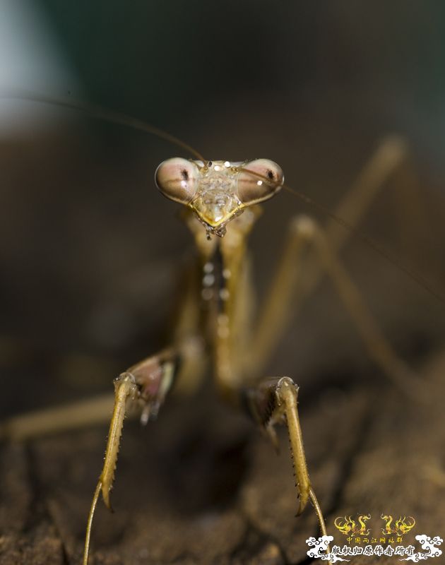 [原创]星期天采于紫荆山