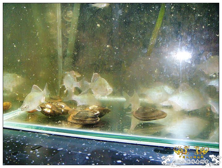 几条旁皮而已..