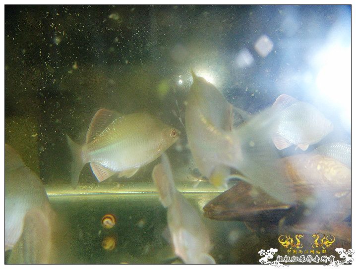 几条旁皮而已..