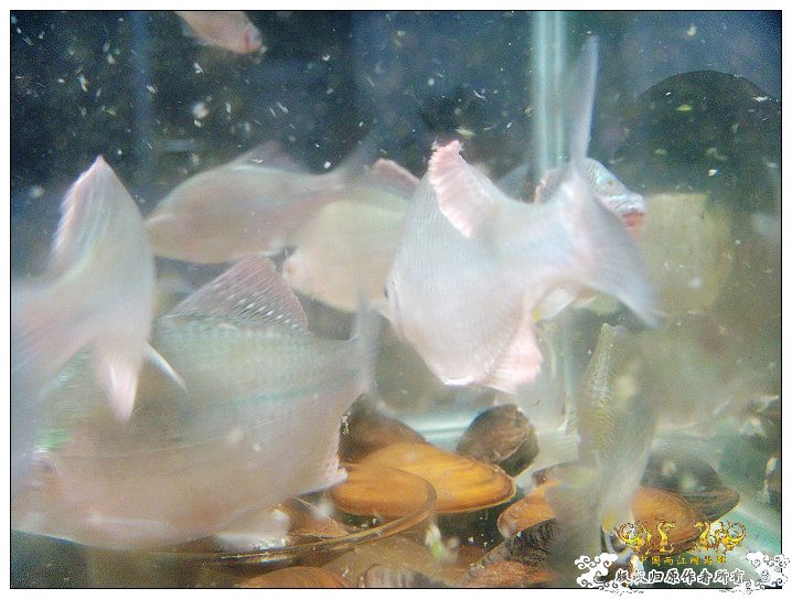 几条旁皮而已..