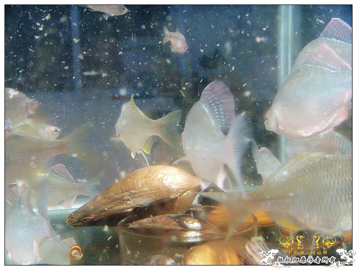 几条旁皮而已..