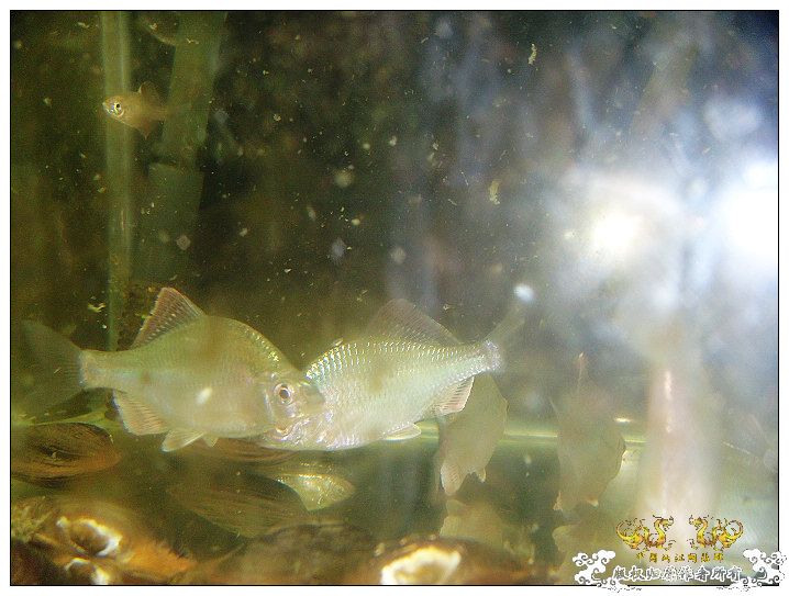 几条旁皮而已..