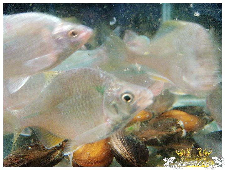 几条旁皮而已..