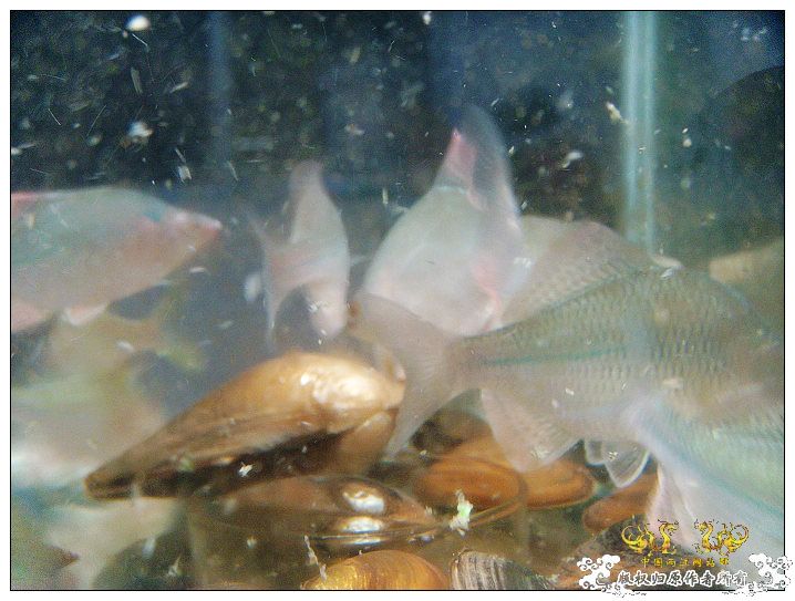 几条旁皮而已..