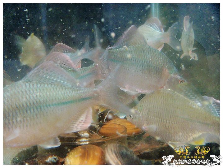 几条旁皮而已..