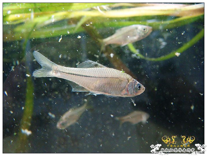 几条旁皮而已..