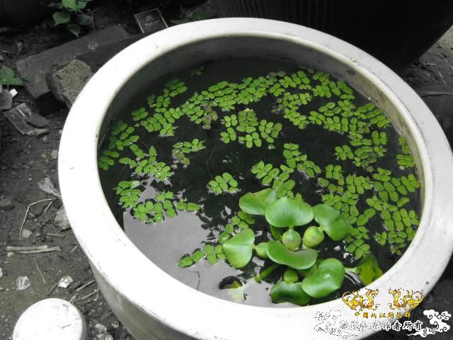 认草以及发些以前的破照片