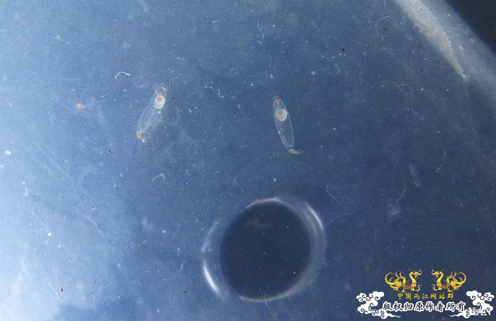 褐吻虾虎产卵啦（更新孵化第五天）