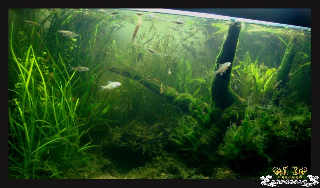 颜色变异的“小”高体 [18P]