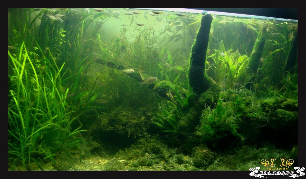 颜色变异的“小”高体 [18P]