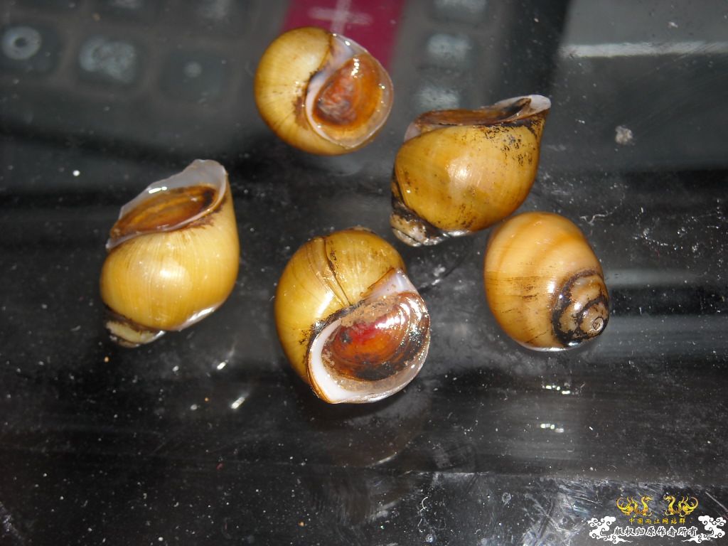 不做标题党，发些俺喜欢的原生虾螺```