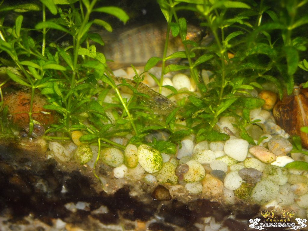 不做标题党，发些俺喜欢的原生虾螺```