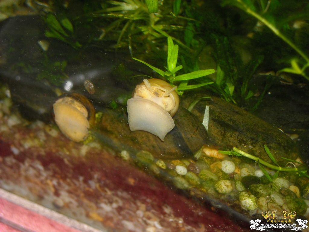 不做标题党，发些俺喜欢的原生虾螺```