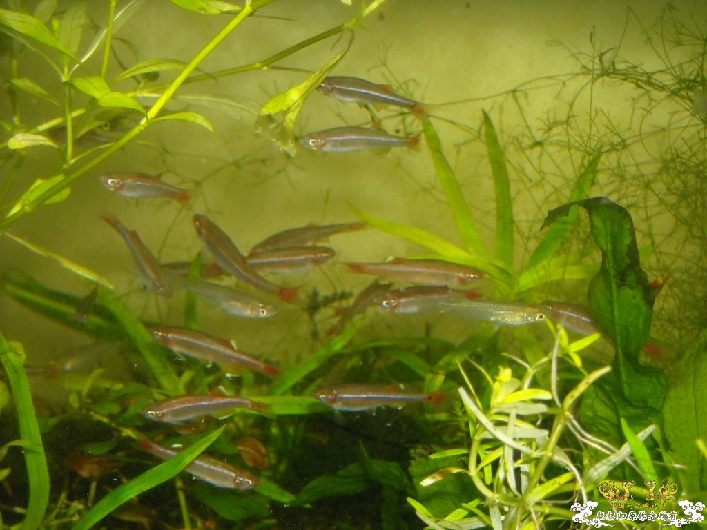 不做标题党，发些俺喜欢的原生虾螺```