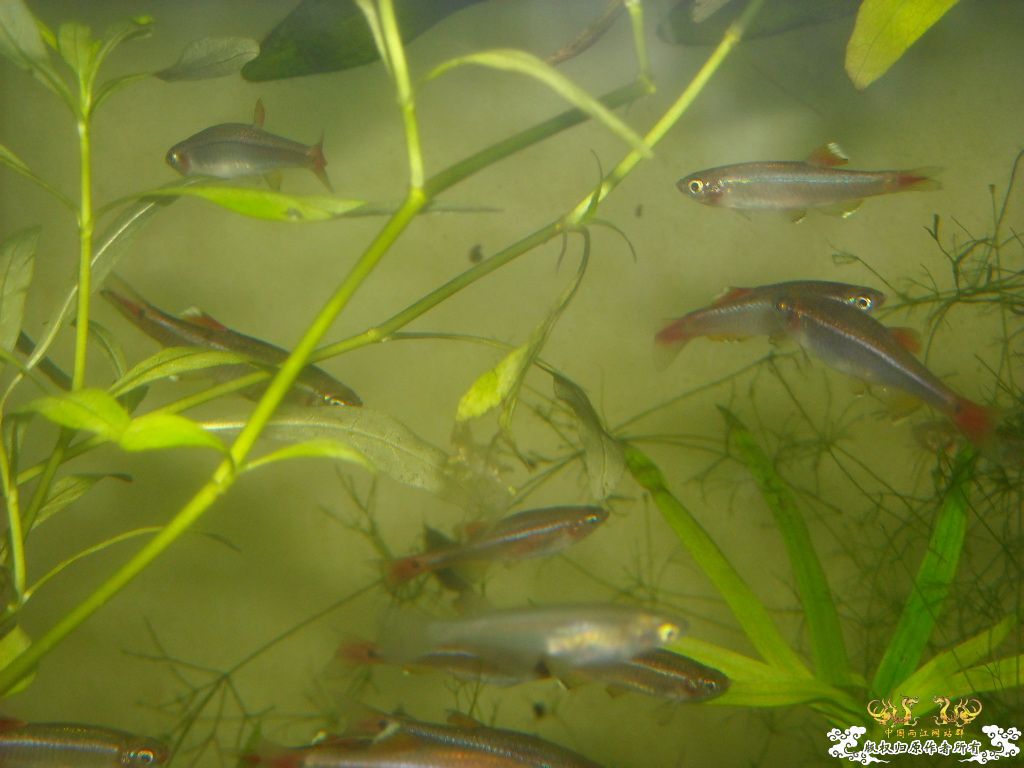 不做标题党，发些俺喜欢的原生虾螺```