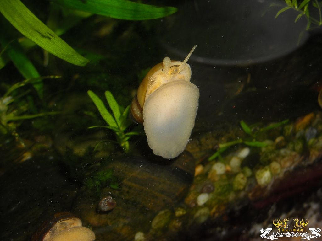 不做标题党，发些俺喜欢的原生虾螺```