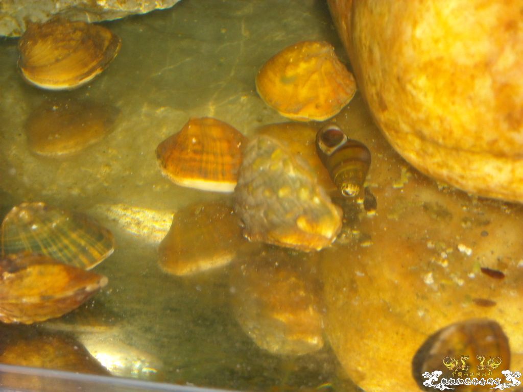 不做标题党，发些俺喜欢的原生虾螺```