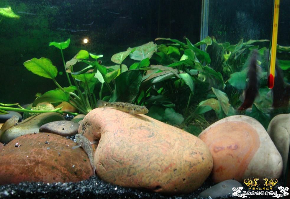 求教什么原生鱼除苔厉害?(重庆地区)