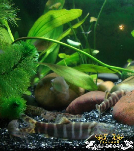 求教什么原生鱼除苔厉害?(重庆地区)